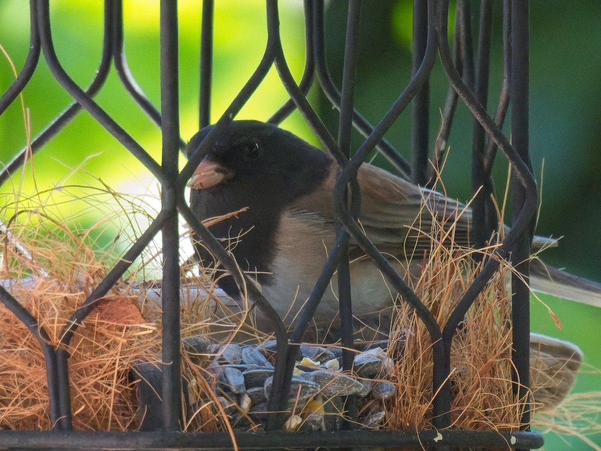 Dark-eyed Junco (Oregon) - ML634140623