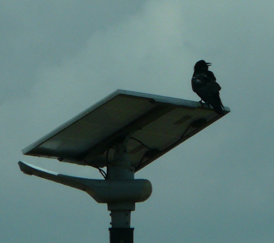 Fish Crow - ML634140699