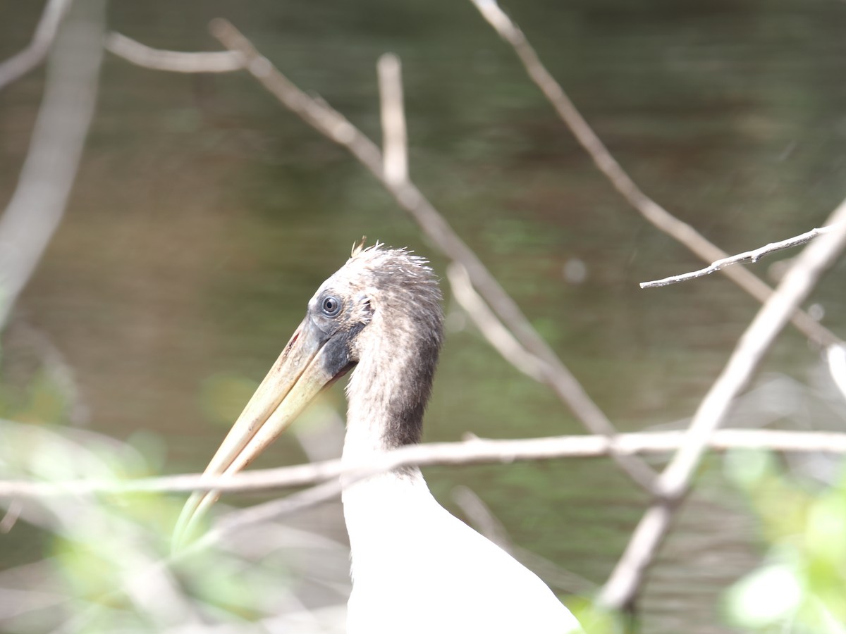 Wood Stork - ML634140767