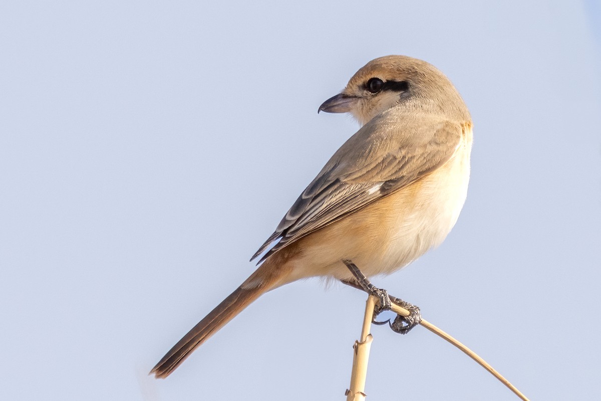 Тольт дунхай - ML634140801