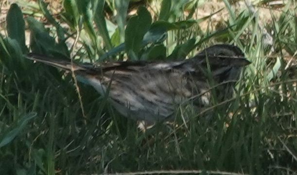 Savannah Sparrow - ML634140843