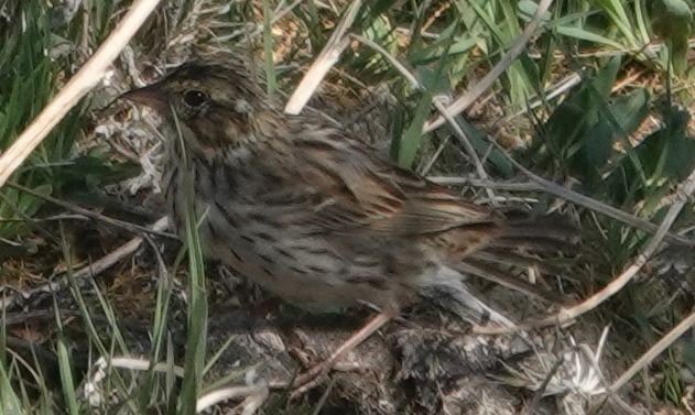 Savannah Sparrow - ML634140847