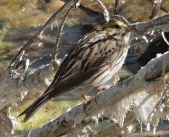 Savannah Sparrow - ML634140850