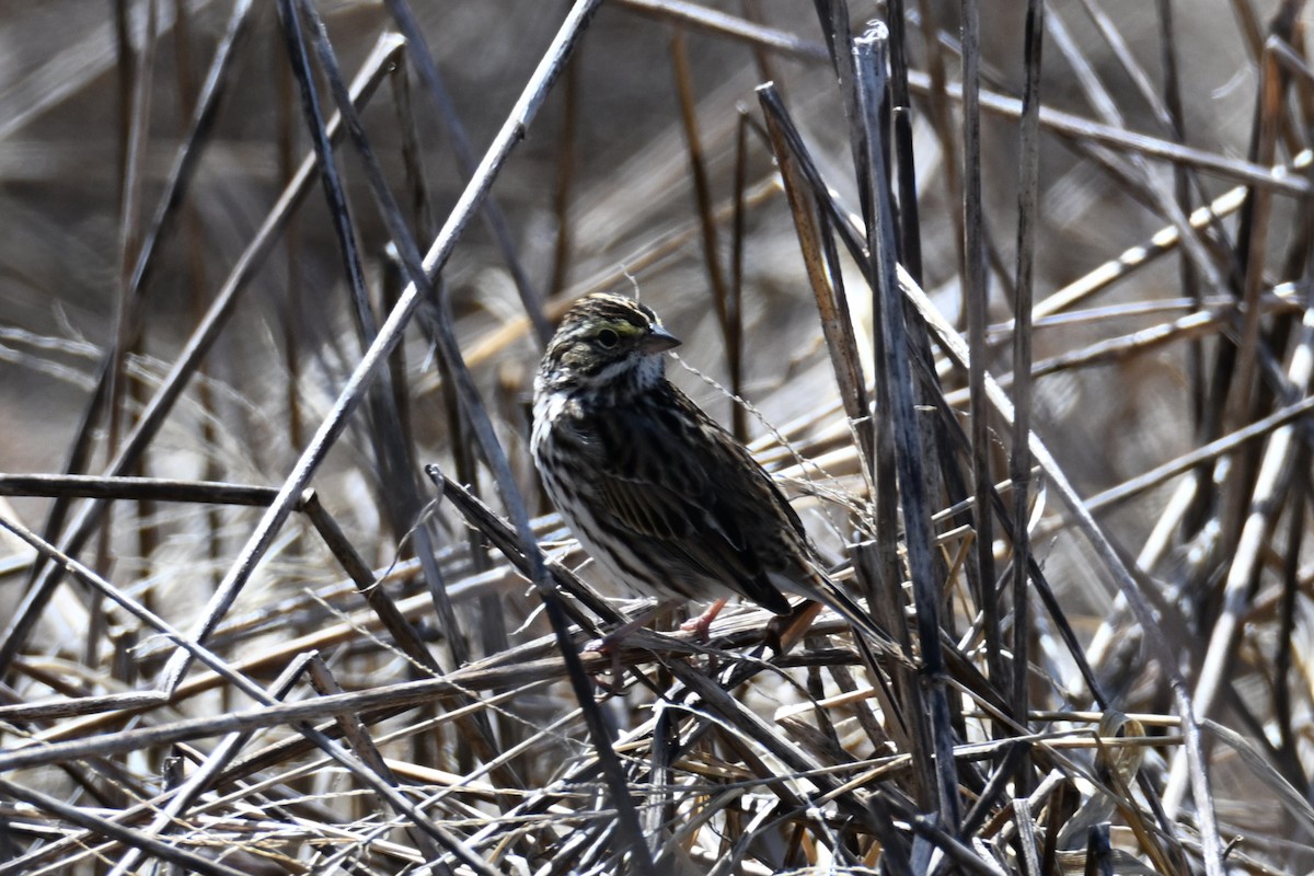 Savannah Sparrow - ML634140974