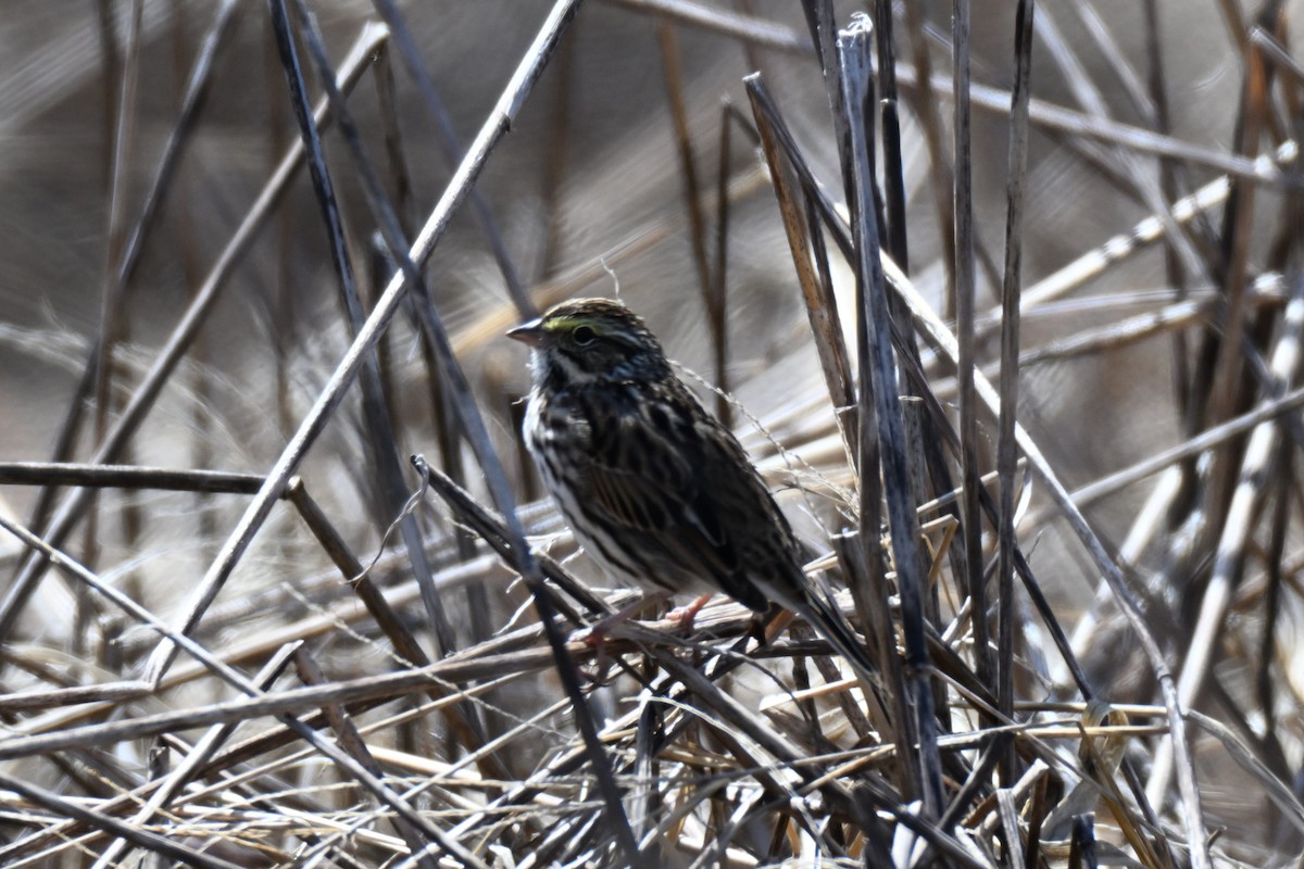 Savannah Sparrow - ML634140975
