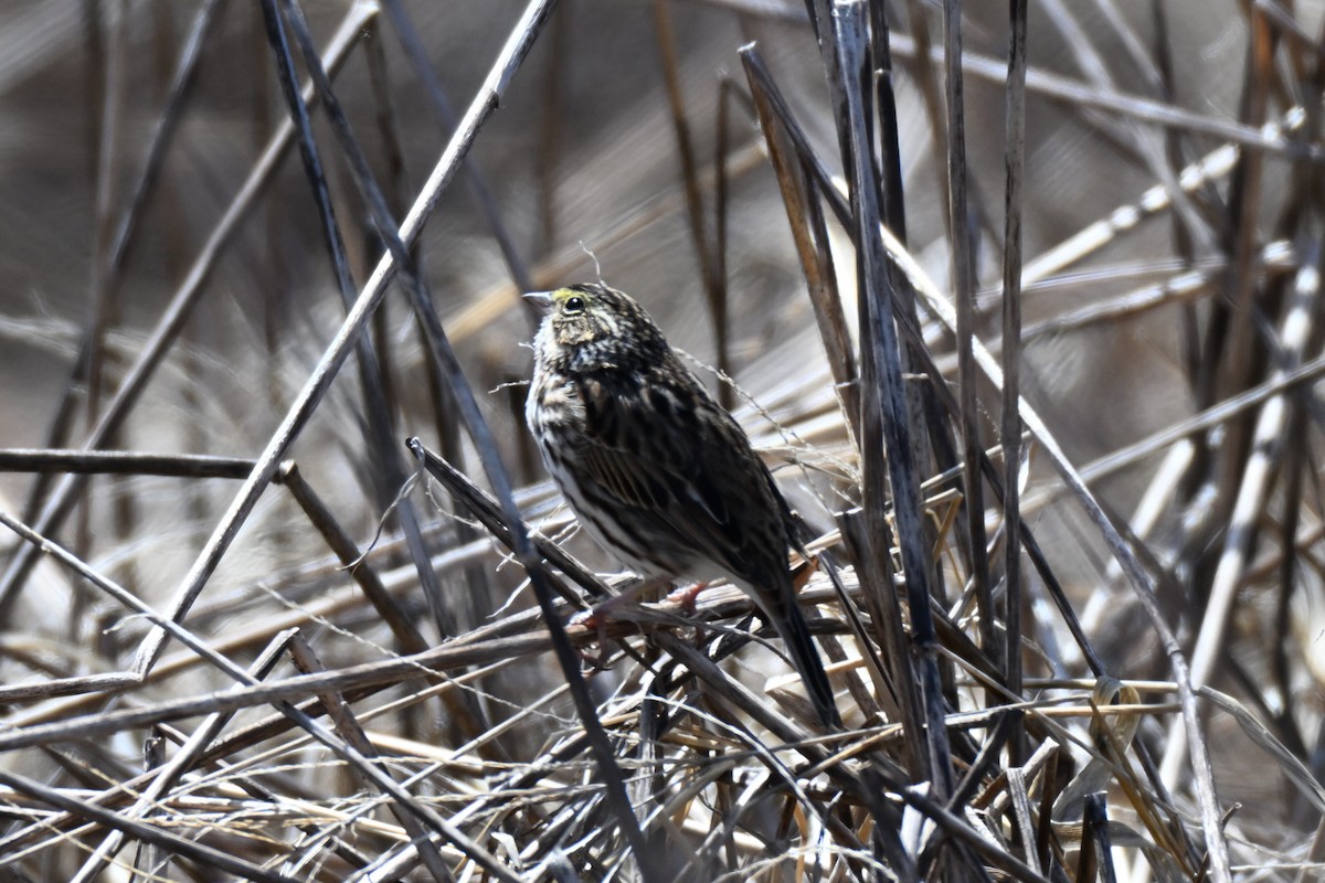 Savannah Sparrow - ML634140976