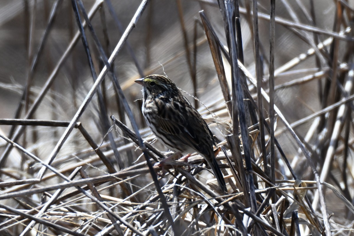 Savannah Sparrow - ML634140977