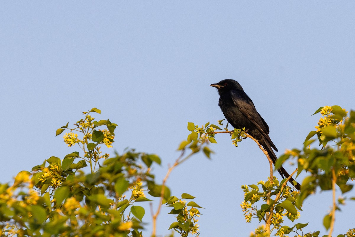 Kara Drongo - ML634140979