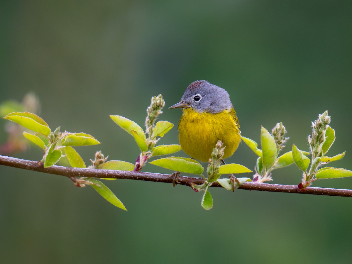 Nashville Warbler - John Jansen