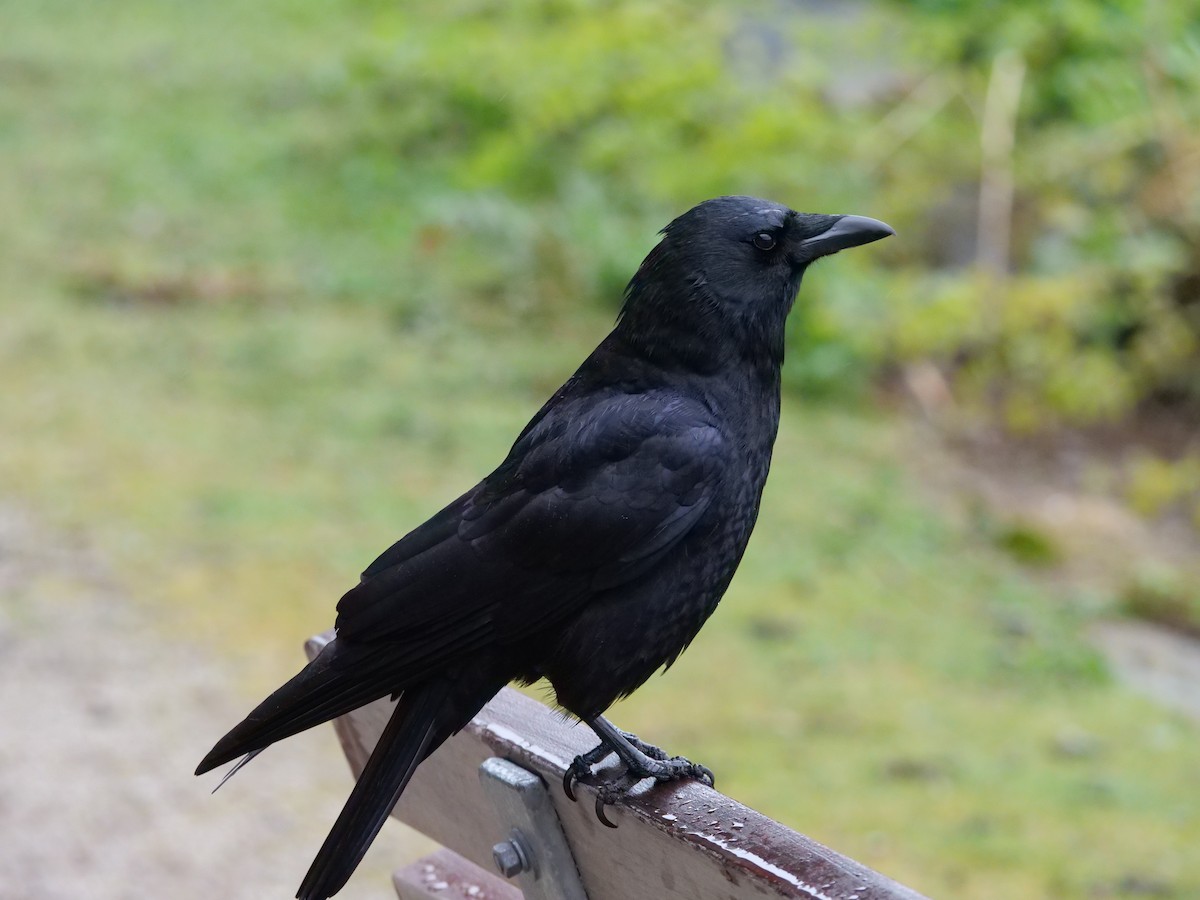 American Crow - ML634141044
