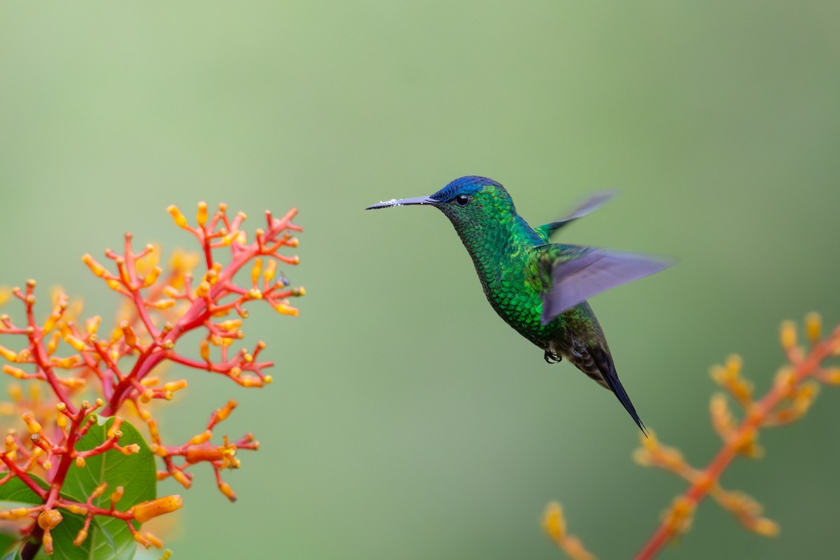 Indigo-capped Hummingbird - ML634141065