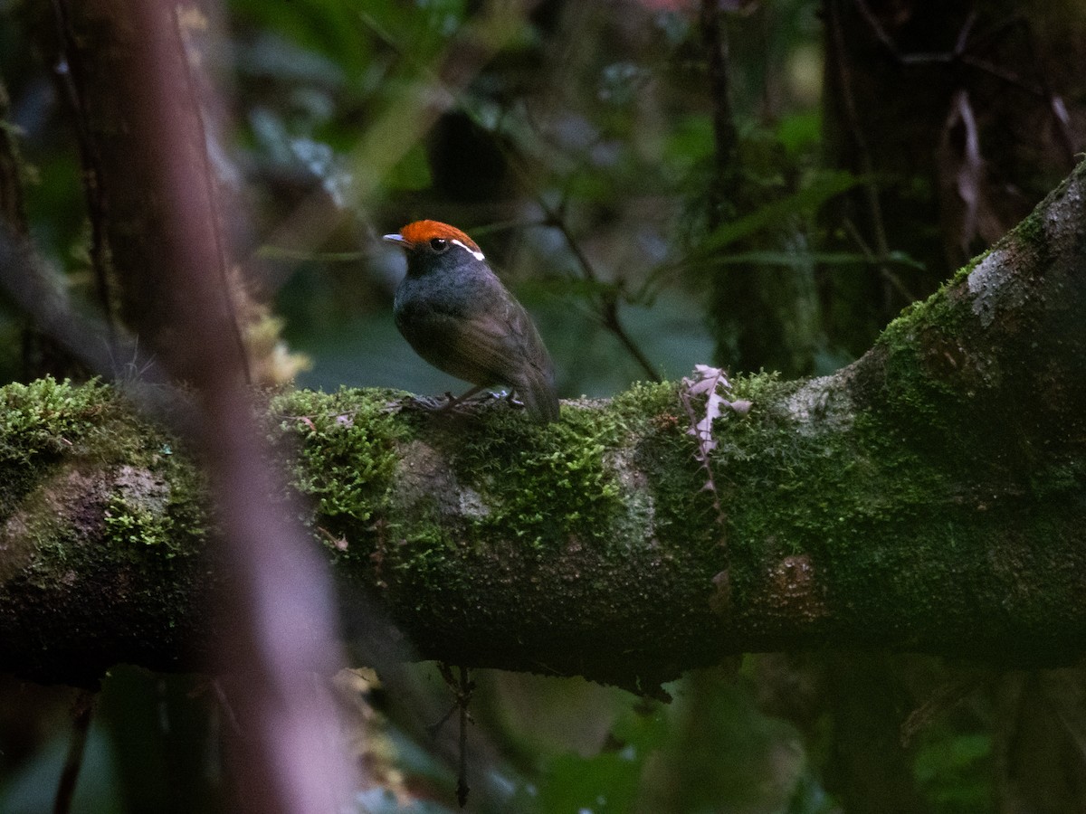Chestnut-crowned Gnateater - ML634141199