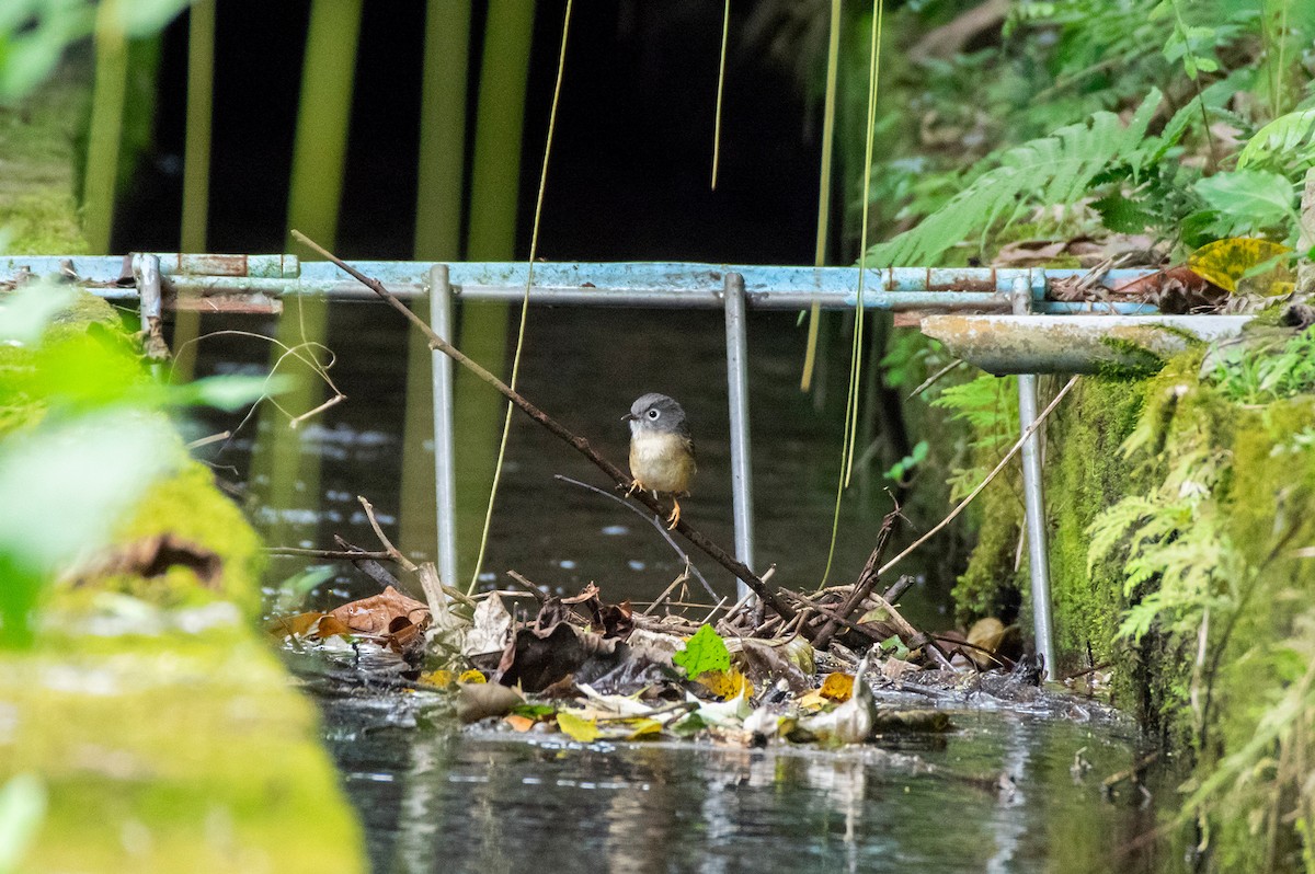 Morrison's Fulvetta - ML634141388