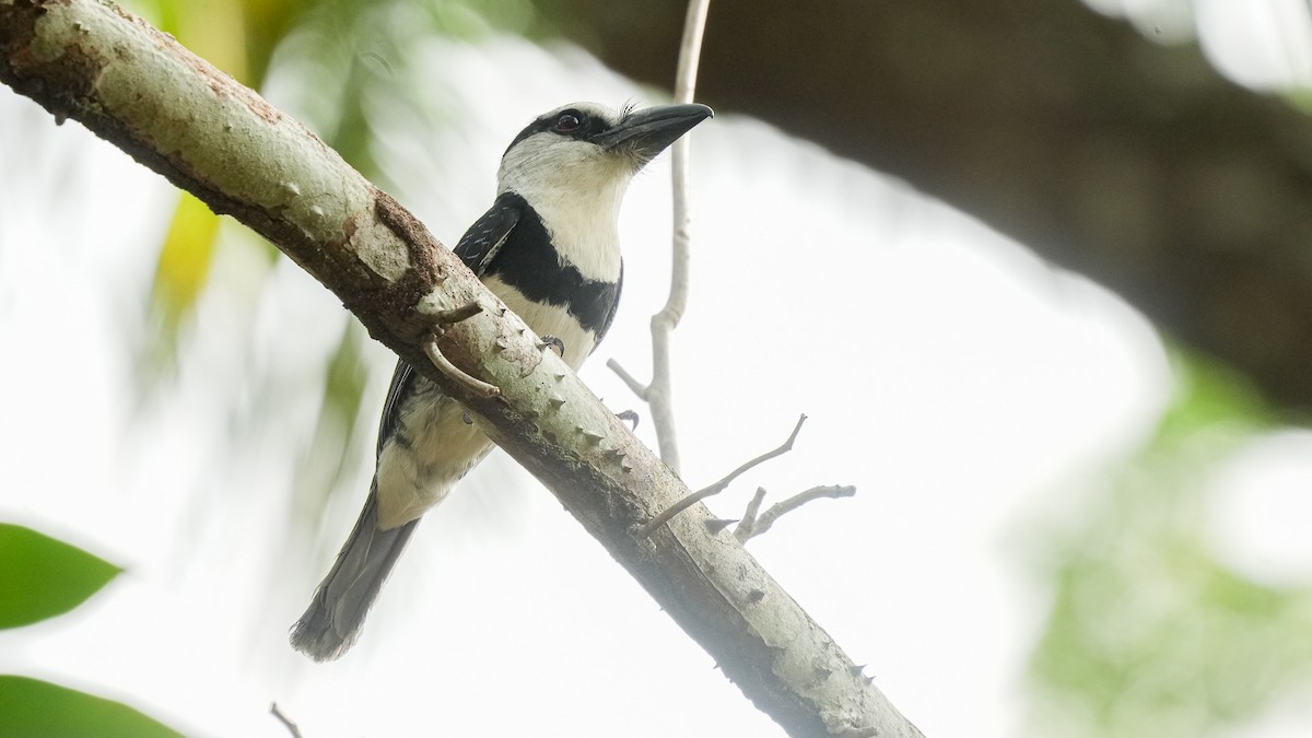 White-necked Puffbird - ML634141399