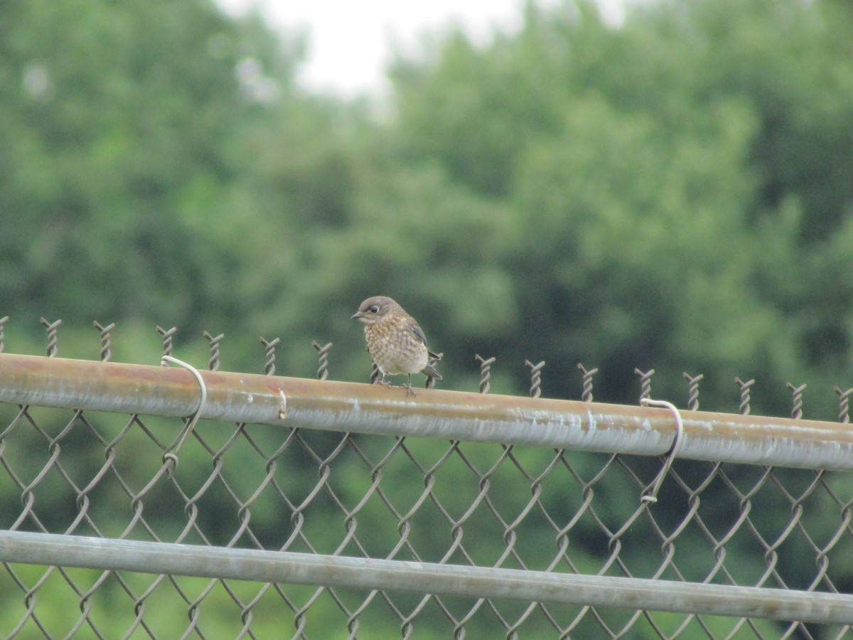 Eastern Bluebird - ML63414161