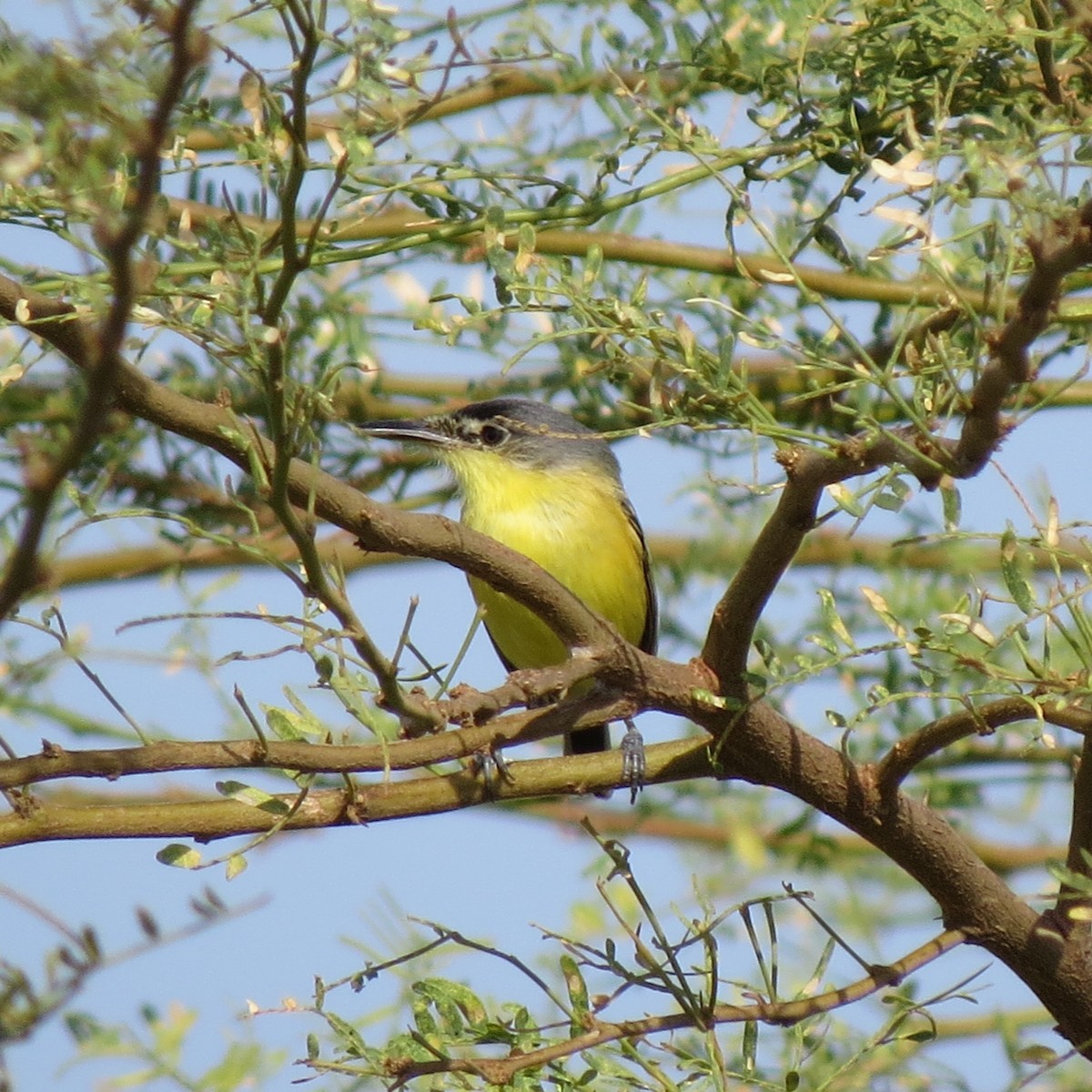 Maracaibo Tody-Flycatcher - ML634141712