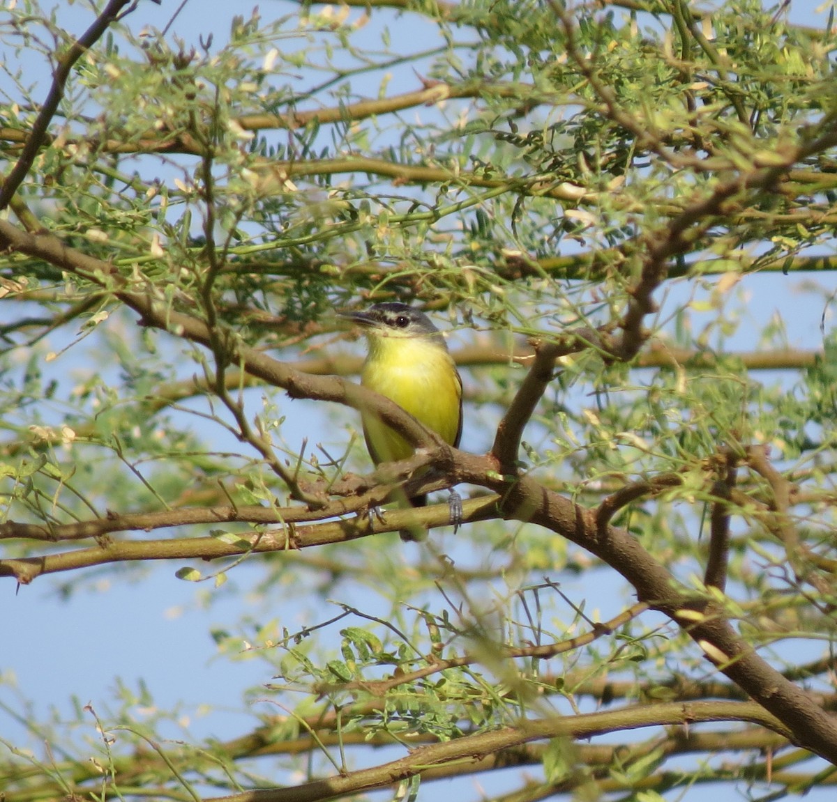 Maracaibo Tody-Flycatcher - ML634141714