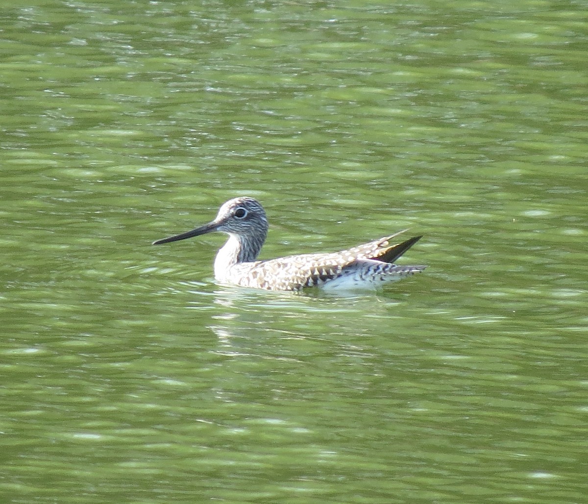 Greater Yellowlegs - ML634141825