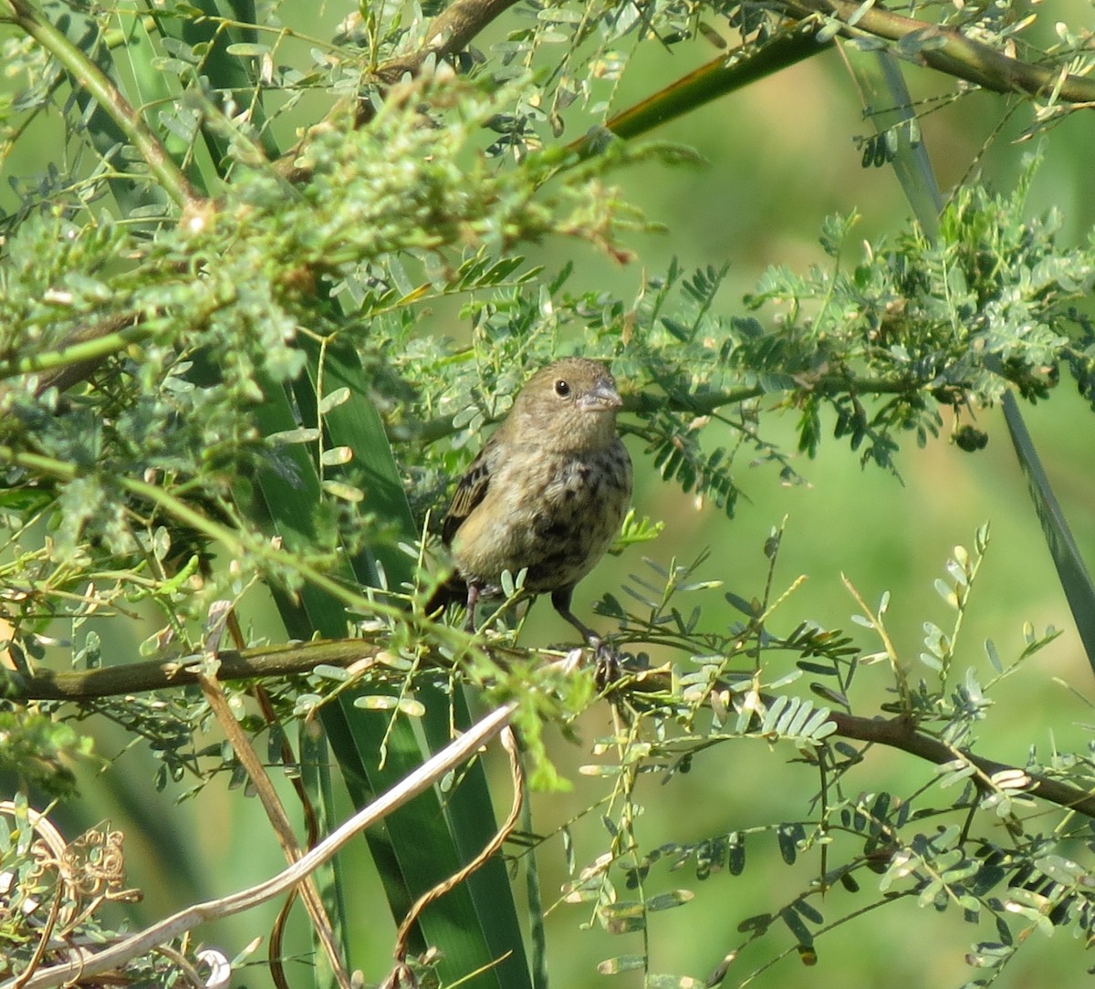 Blue-black Grassquit - ML634141845