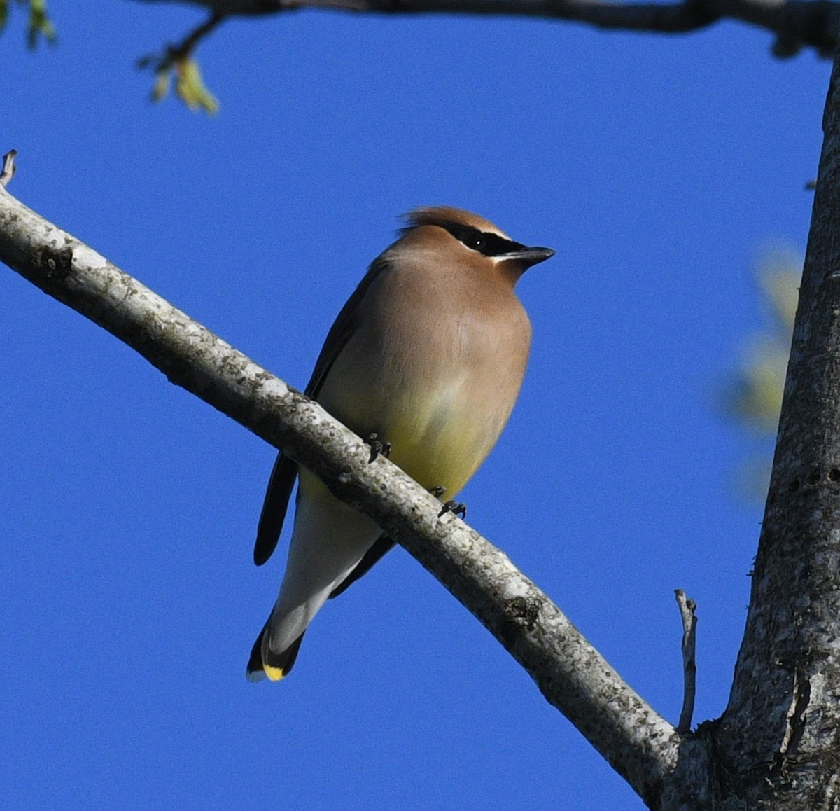 Cedar Waxwing - ML634141892