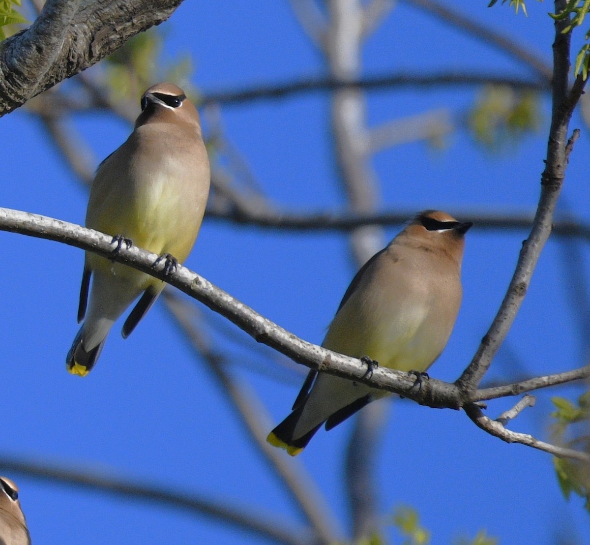 Cedar Waxwing - ML634141921