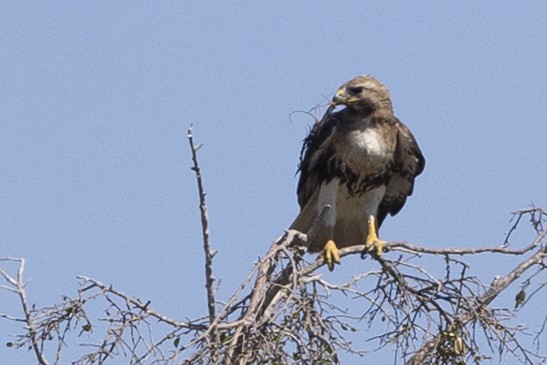 Red-tailed Hawk (jamaicensis) - ML634141932