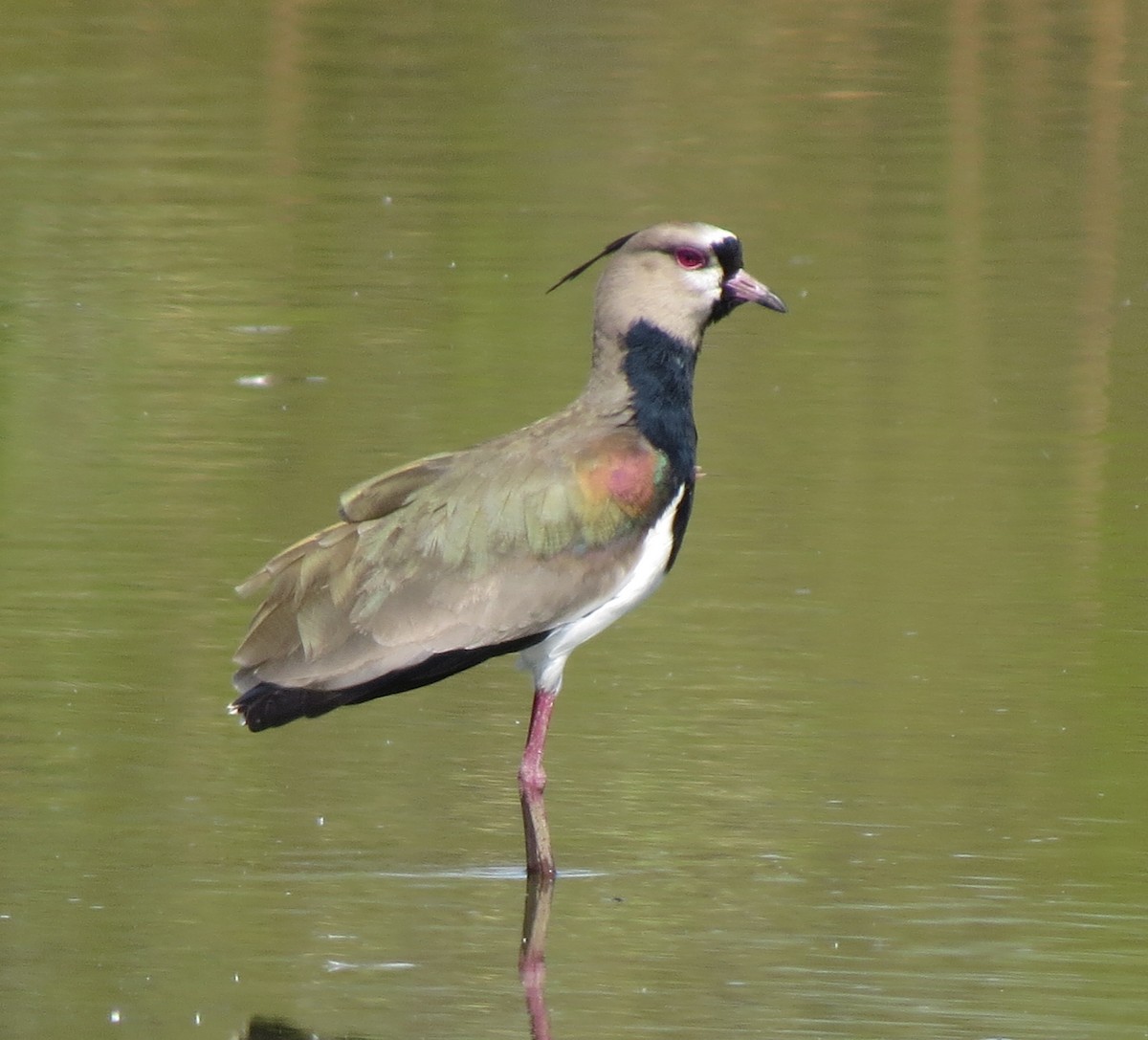 Southern Lapwing - ML634141988