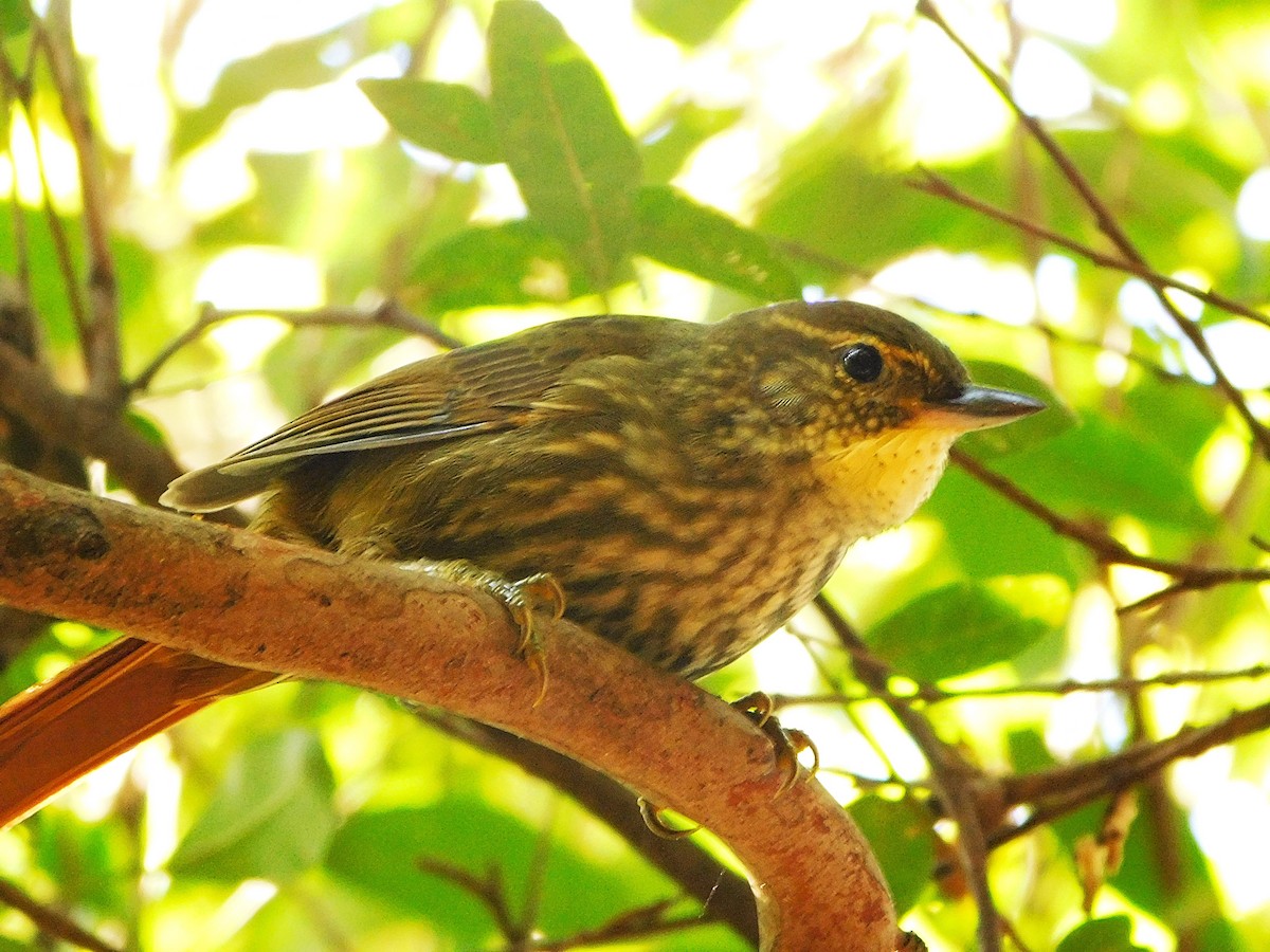 Buff-browed Foliage-gleaner - ML634142057