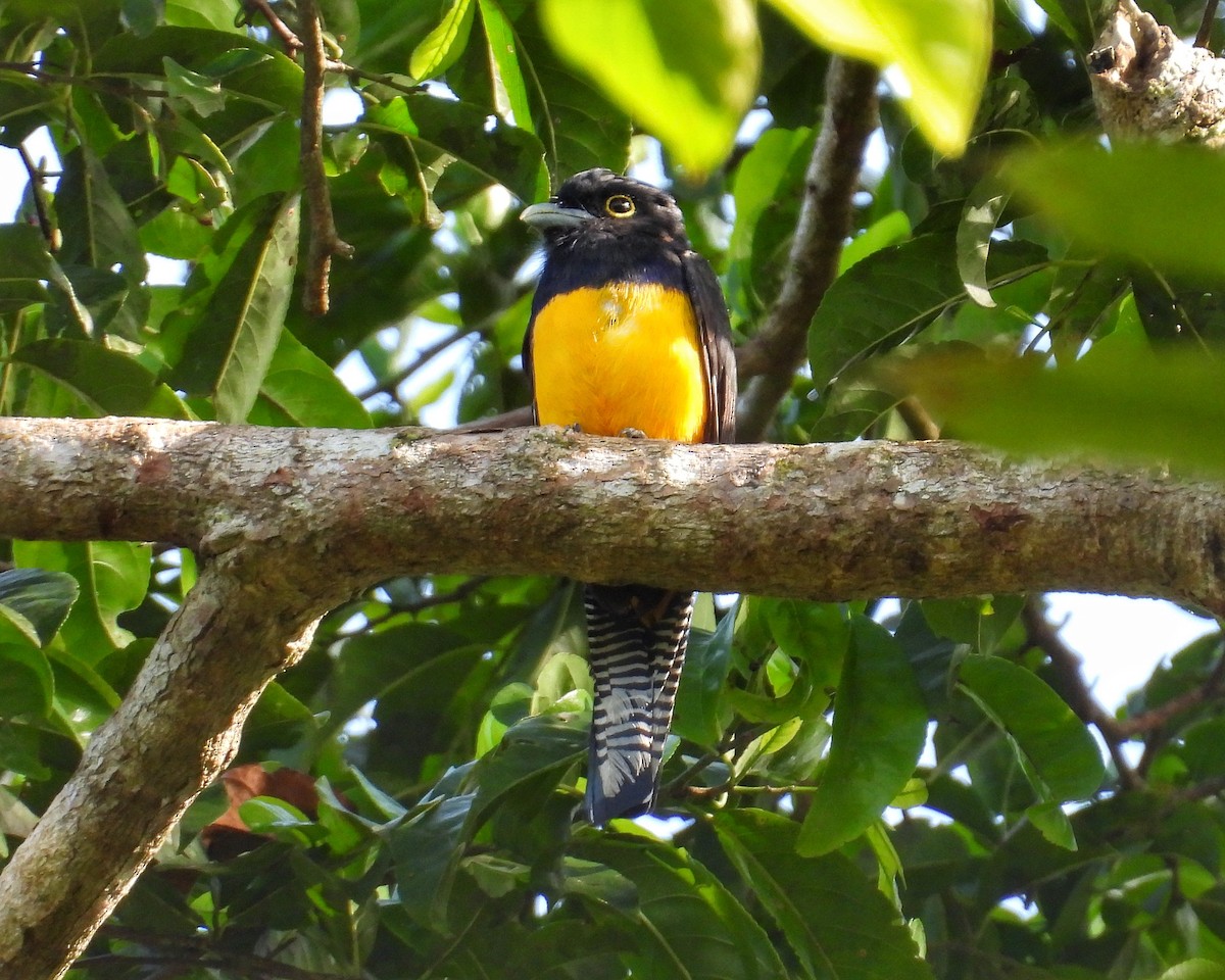 Amazonian Trogon - ML634142133