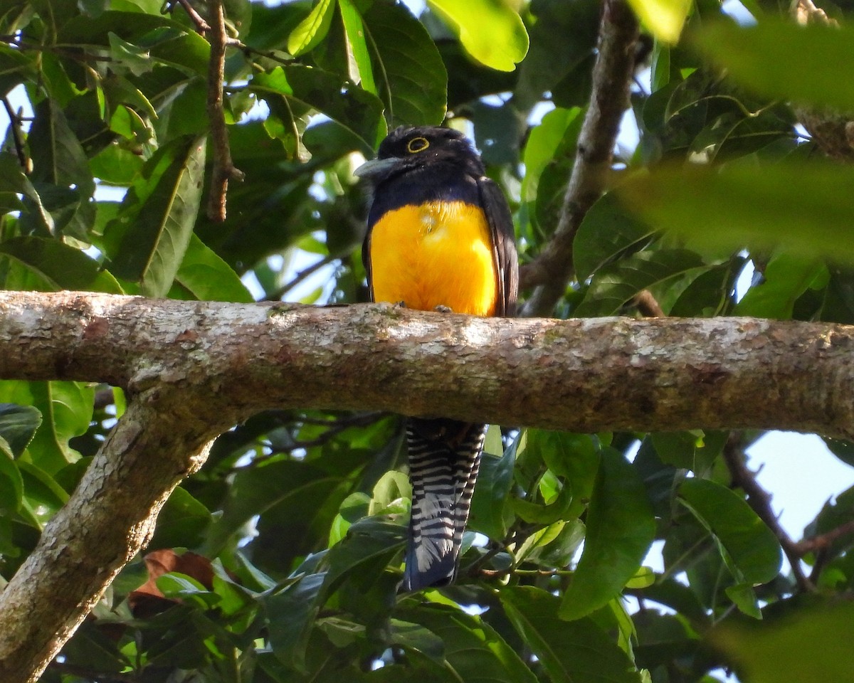 Amazonian Trogon - ML634142134