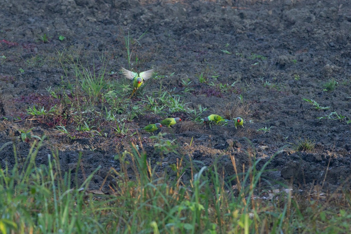 Gray-headed Parakeet - ML634142169