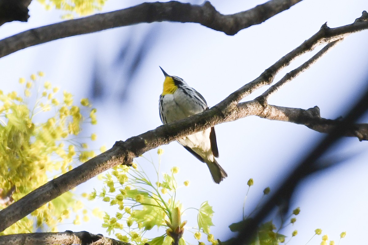 Yellow-throated Warbler (dominica/stoddardi) - ML634142182