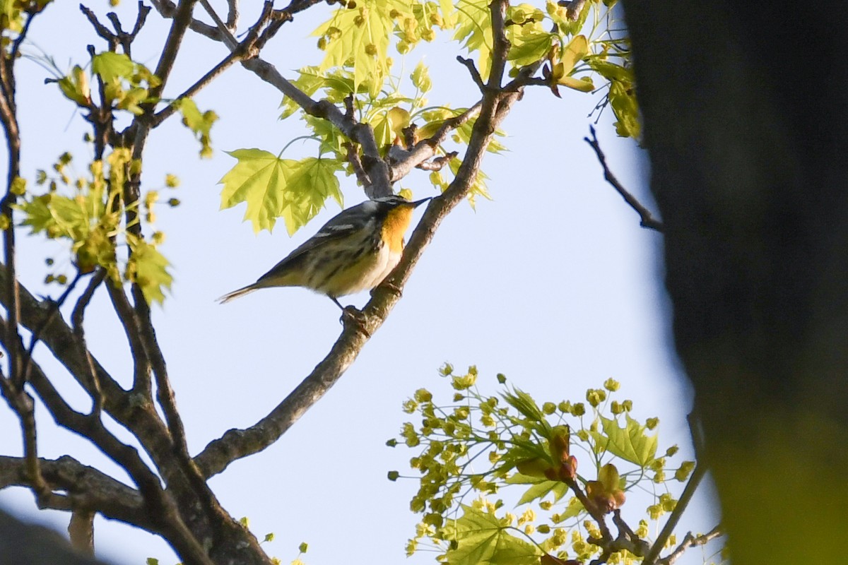Yellow-throated Warbler (dominica/stoddardi) - ML634142185