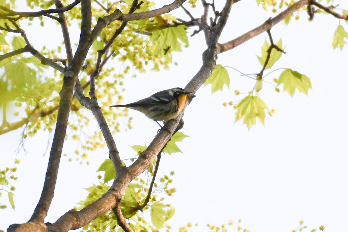 Yellow-throated Warbler (dominica/stoddardi) - ML634142187
