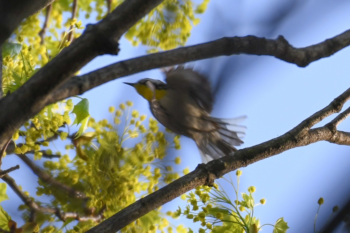 Yellow-throated Warbler (dominica/stoddardi) - ML634142190