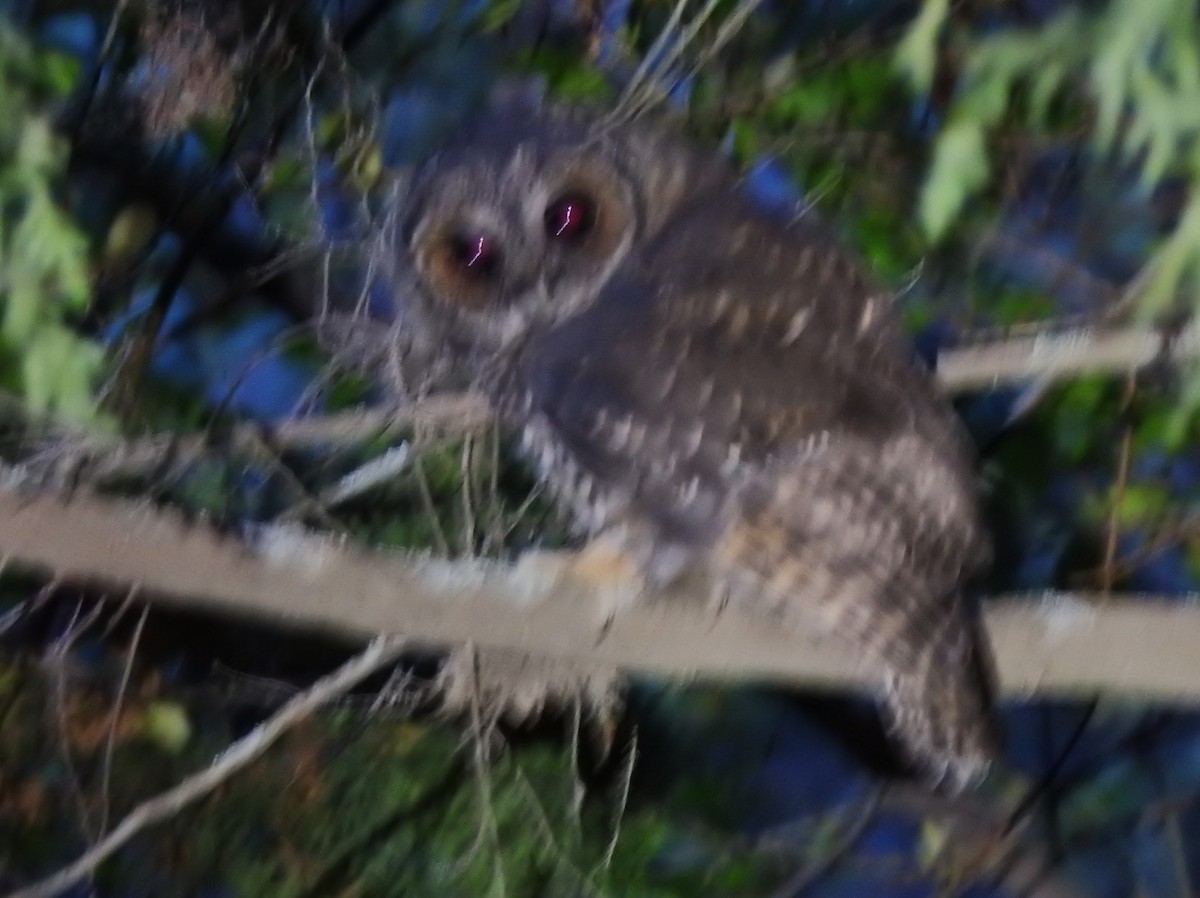 Rufous-legged Owl - ML634142222