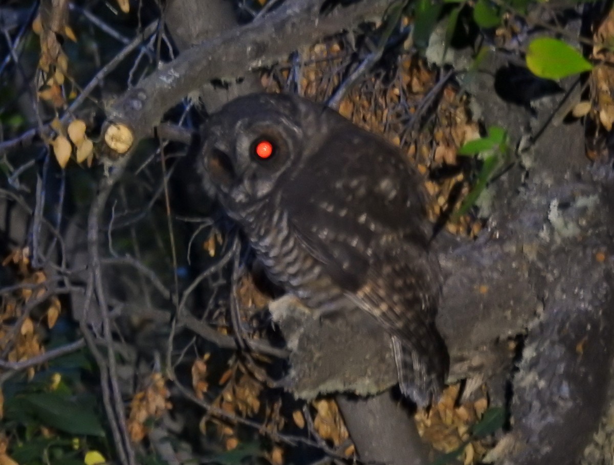 Rufous-legged Owl - ML634142223