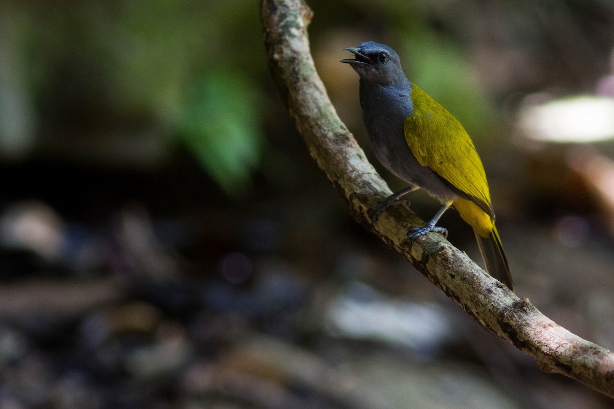 Gray-bellied Bulbul - ML634142471