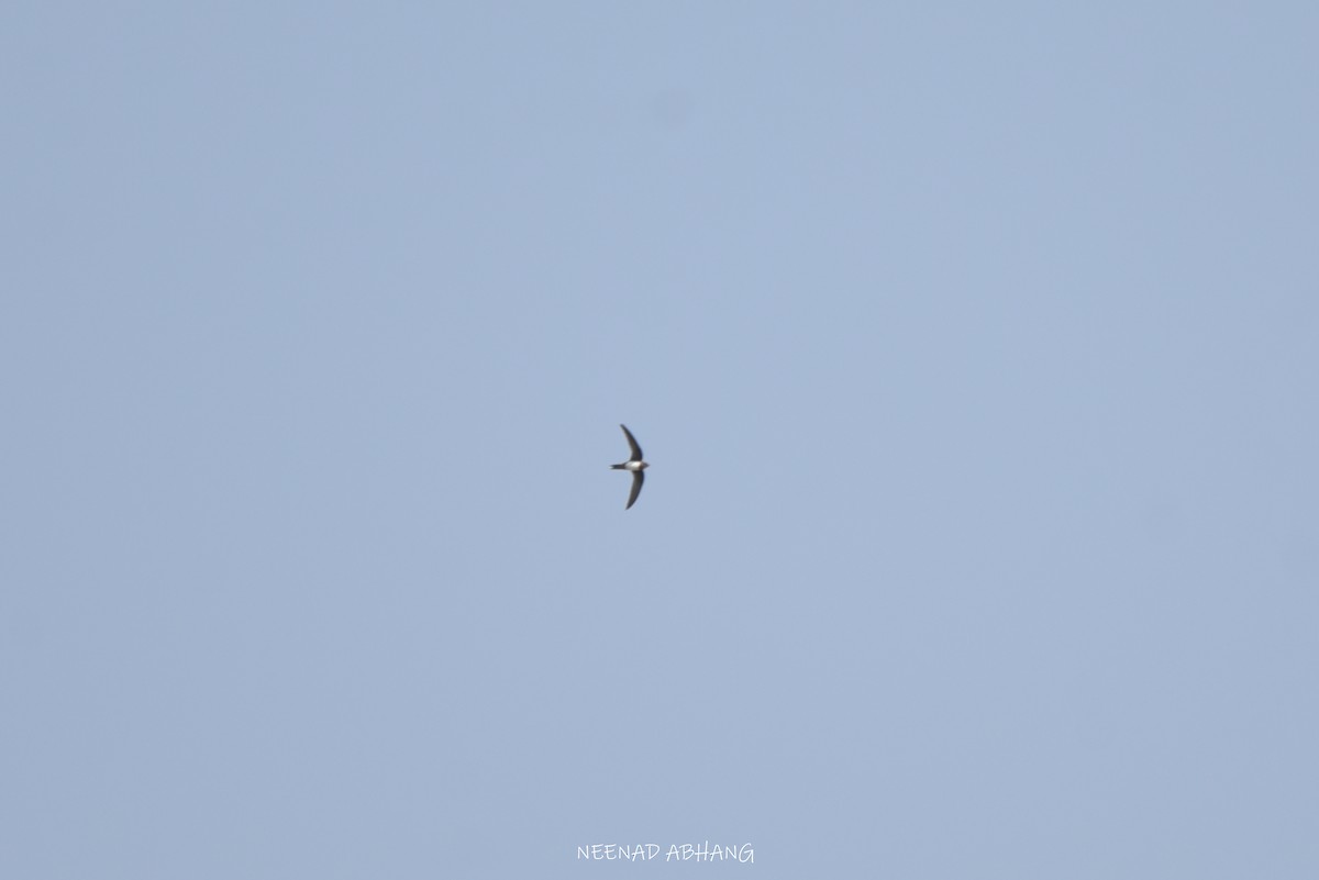 Alpine Swift - ML634142490