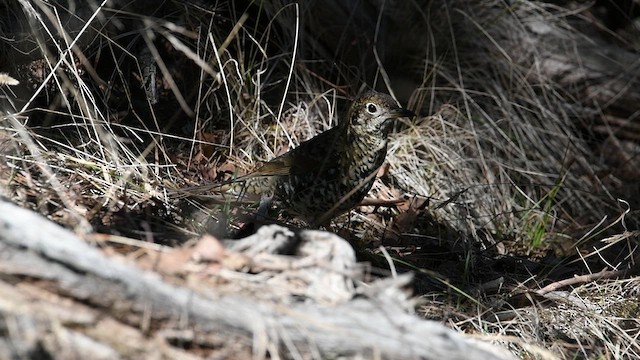 Bassian Thrush - ML634142536
