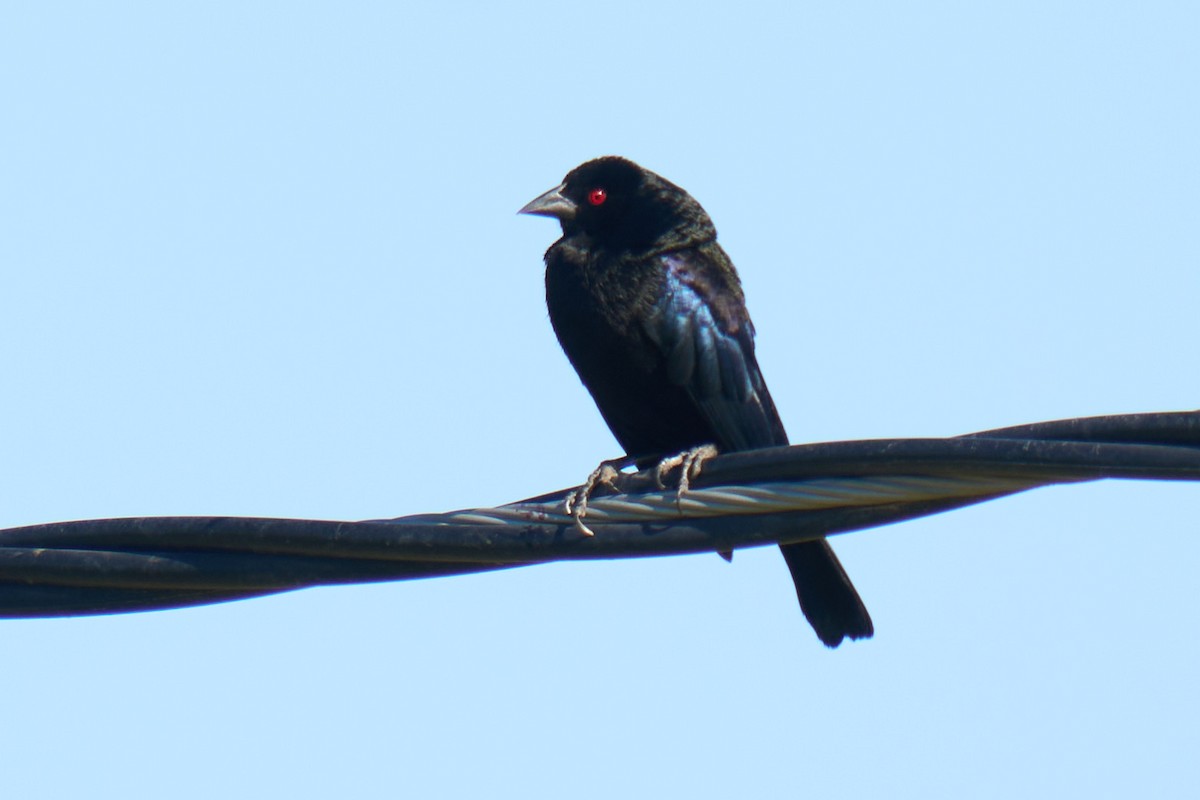 Bronzed Cowbird - ML634142815