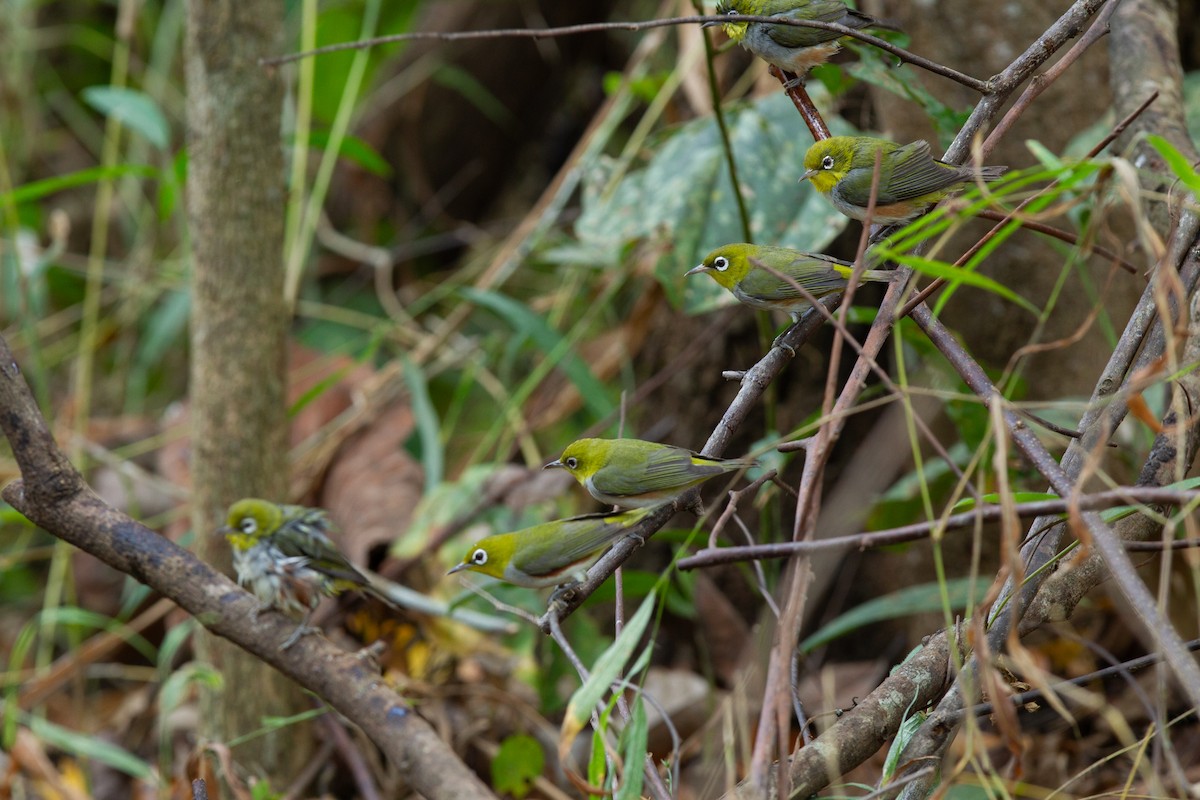 Chestnut-flanked White-eye - ML634142831