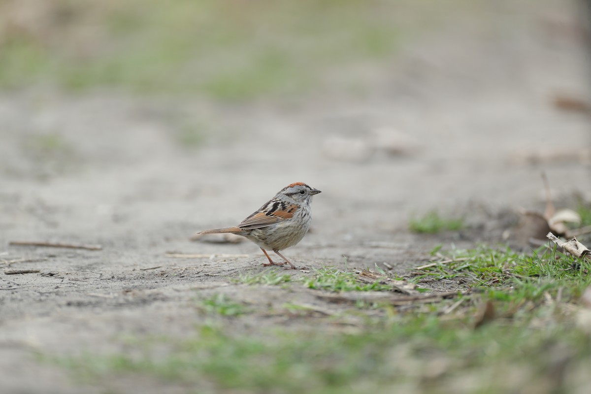 Swamp Sparrow - ML634142841