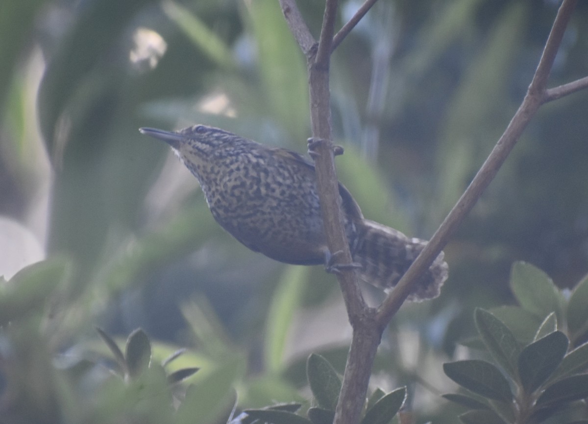 Spot-breasted Wren - ML634142952