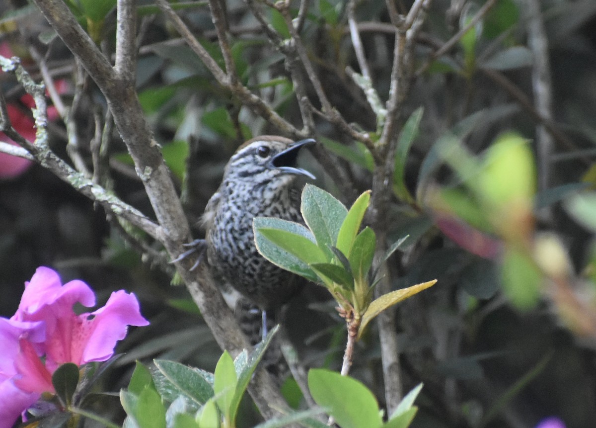 Spot-breasted Wren - ML634142953