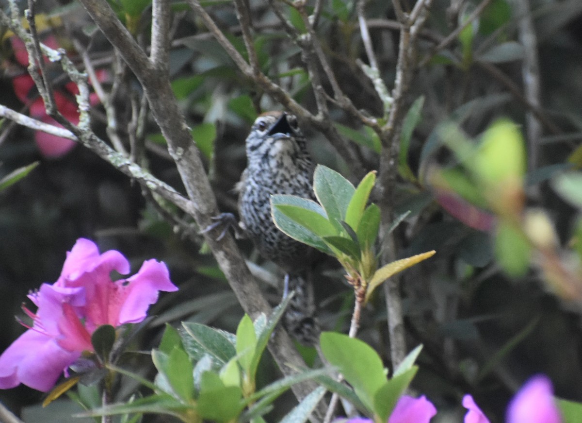 Spot-breasted Wren - ML634142954