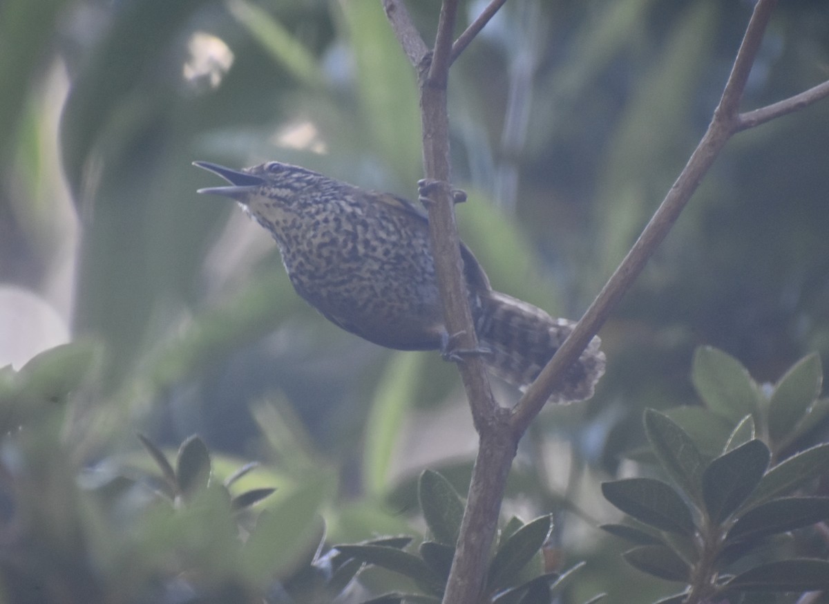 Spot-breasted Wren - ML634142955