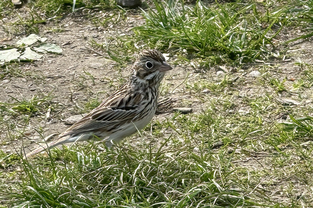 Vesper Sparrow - ML634143356