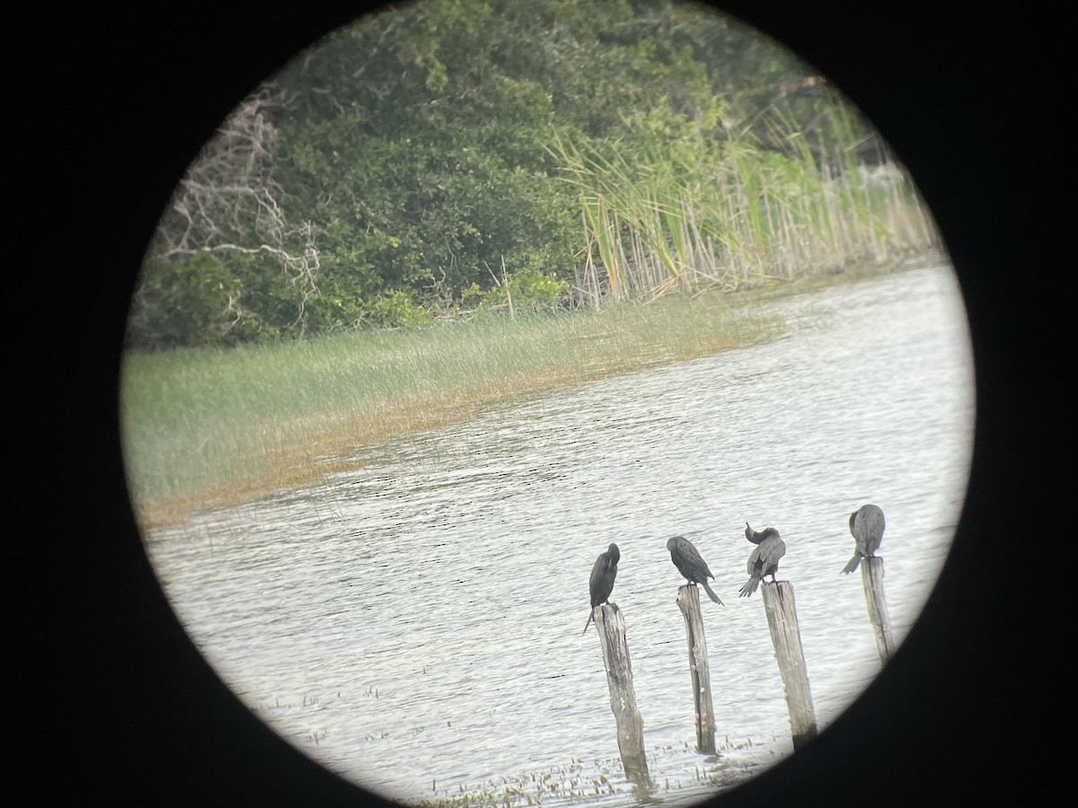 Neotropic Cormorant - ML634143357
