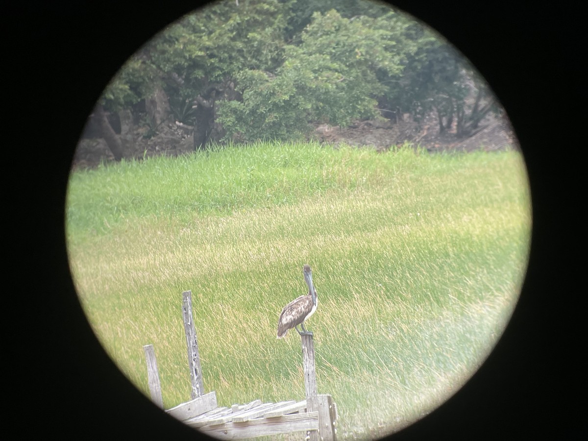 Brown Pelican - ML634143364
